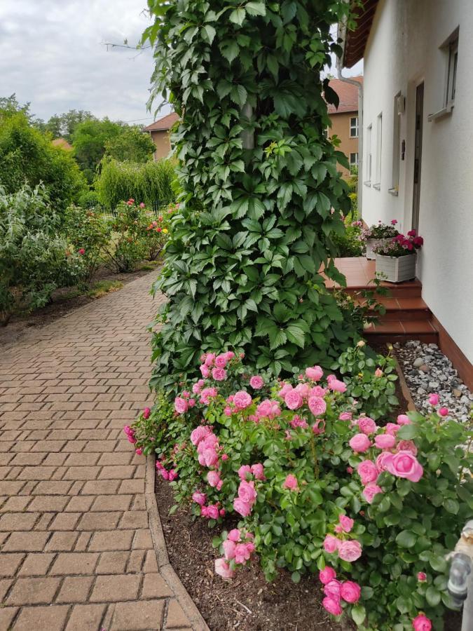 Großzügige Ferienwohnung am Waldesrand im Seenland Lauta Exterior foto