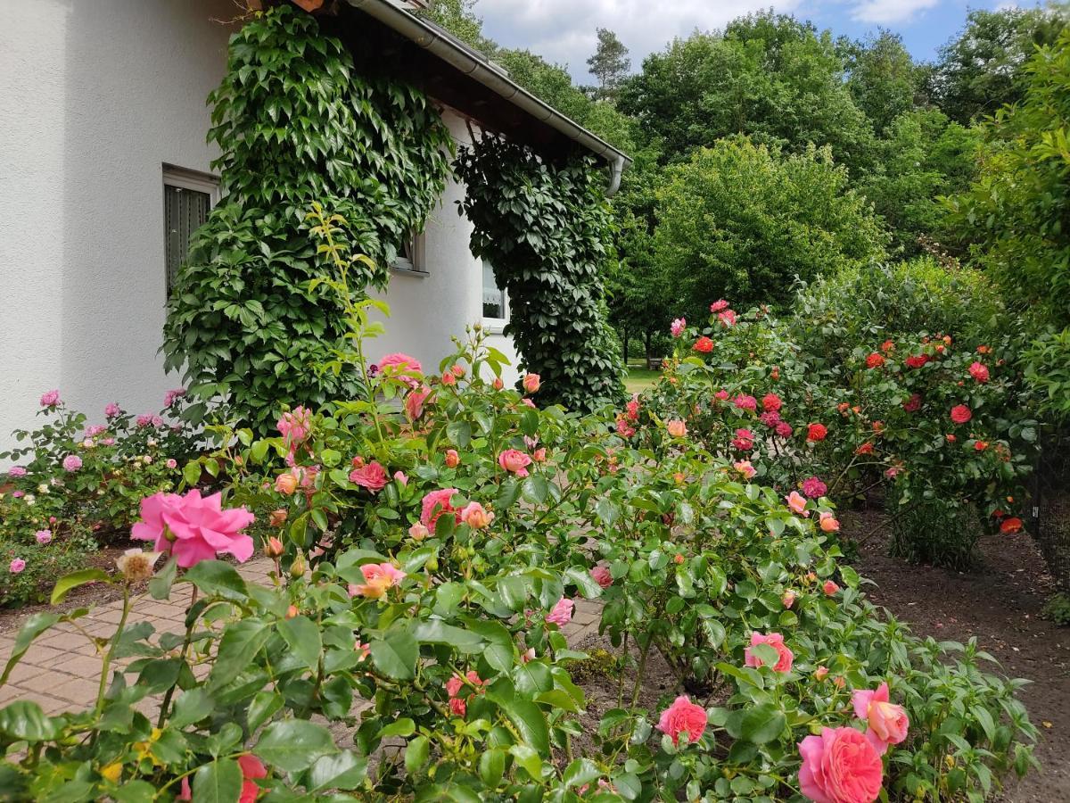 Großzügige Ferienwohnung am Waldesrand im Seenland Lauta Exterior foto